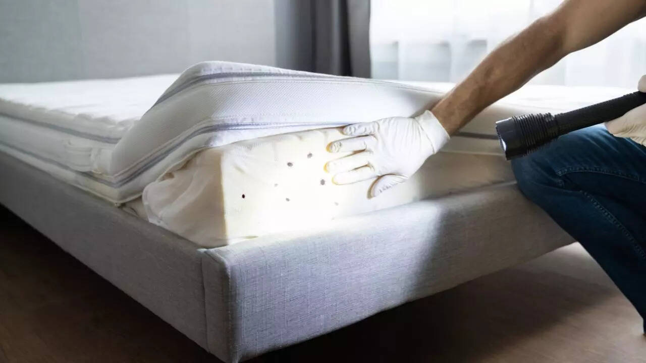 Bed Bugs, Stink Bugs, and Roaches