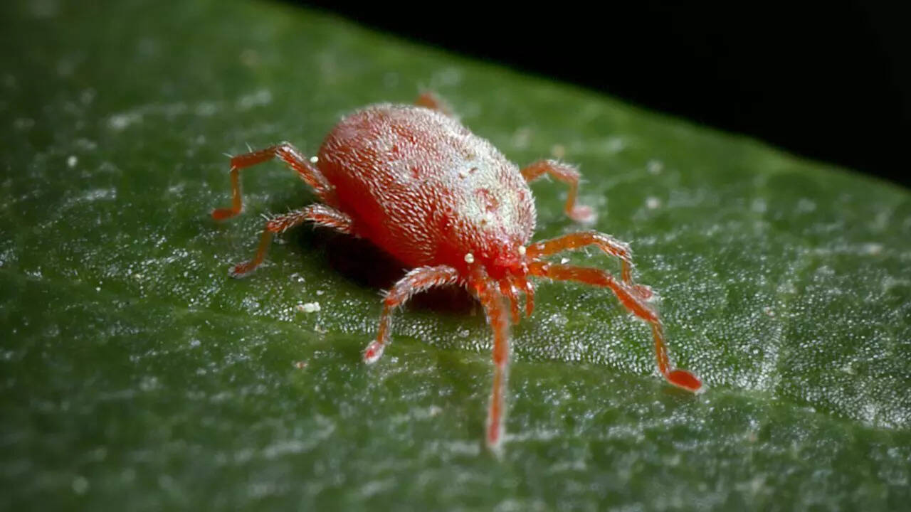 Houseplant Pests: Aphids, Mealybugs, and Spider Mites
