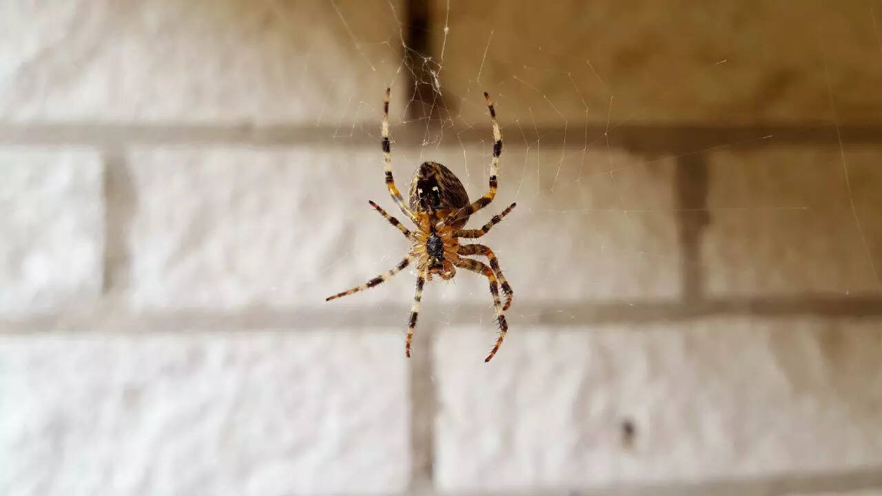 Spiders