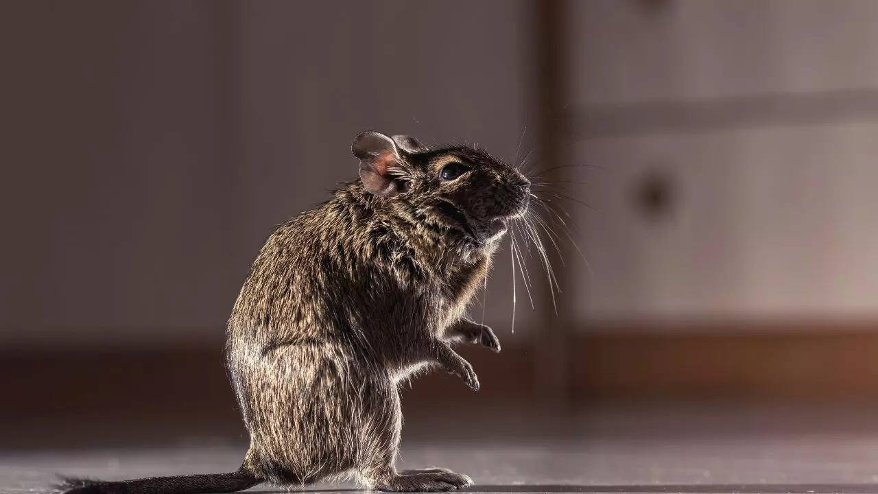 Rodents