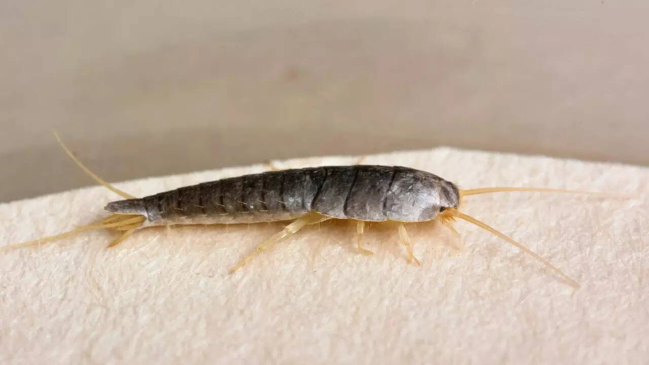 Silverfish