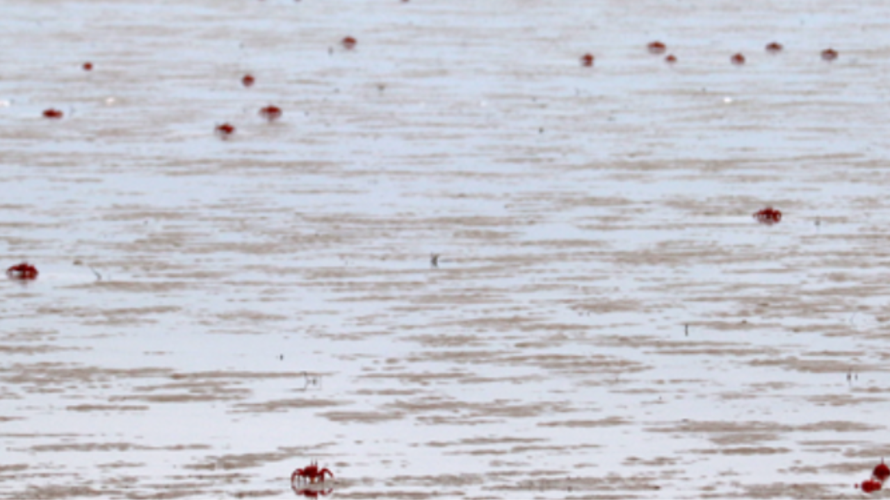 चंडीपुर