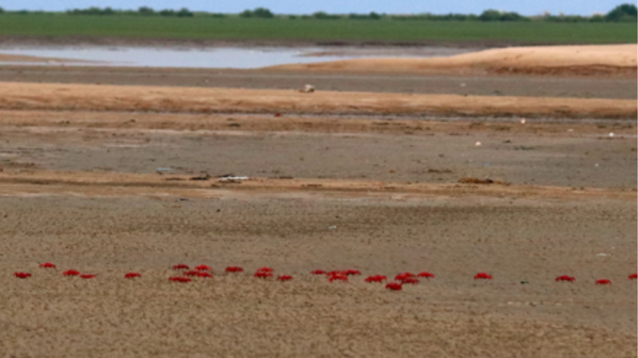 चंडीपुर