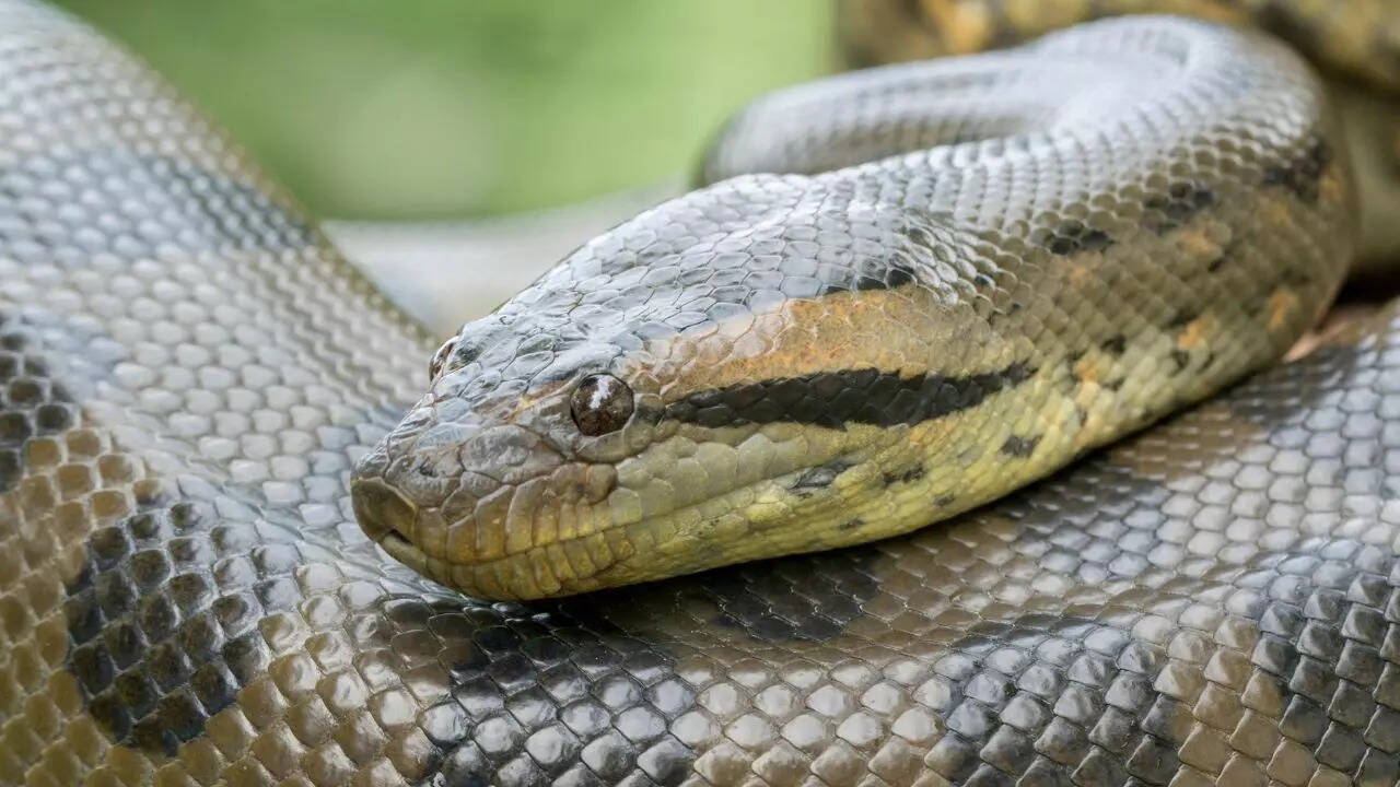 Green anacondas
