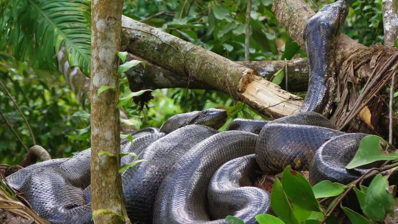 Green anaconda