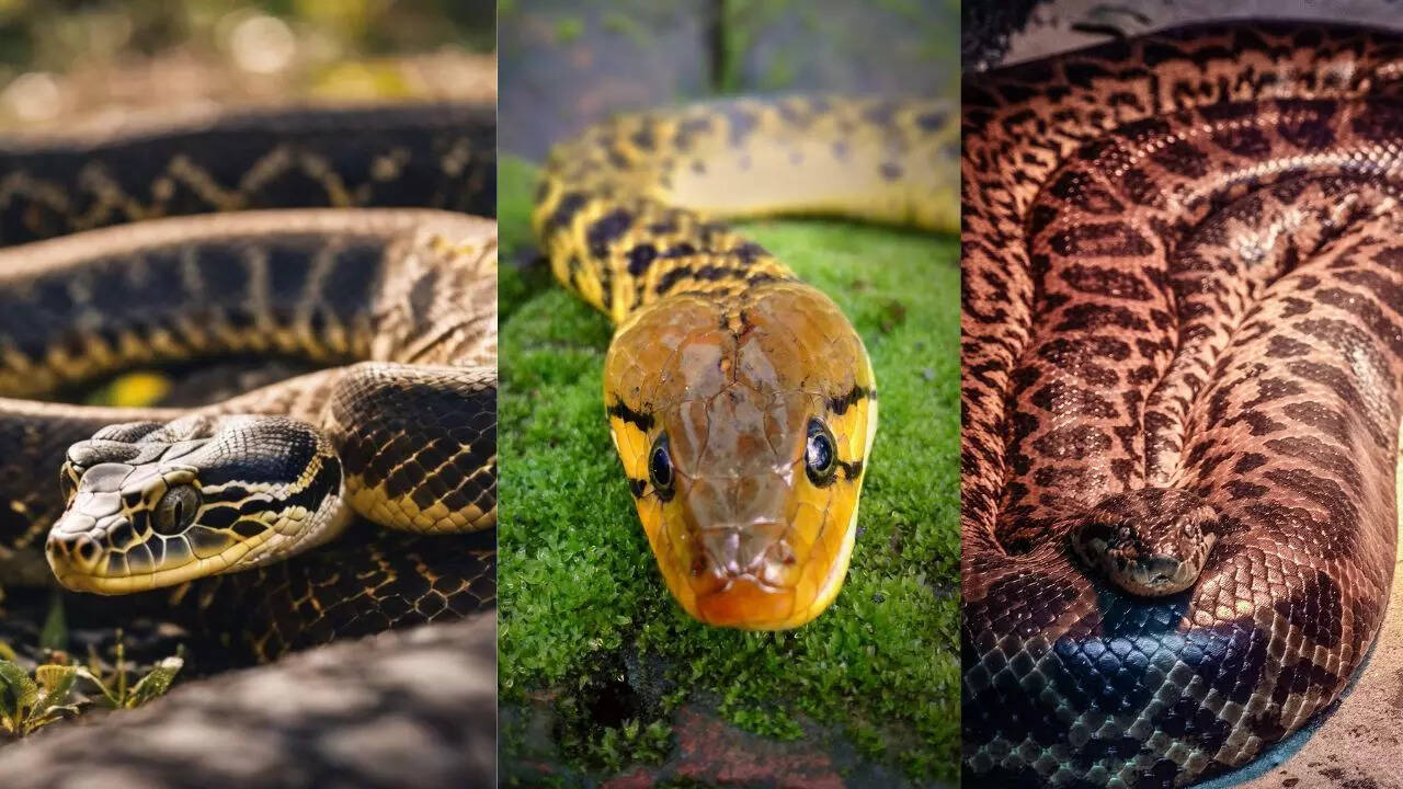 Different species of green anaconda
