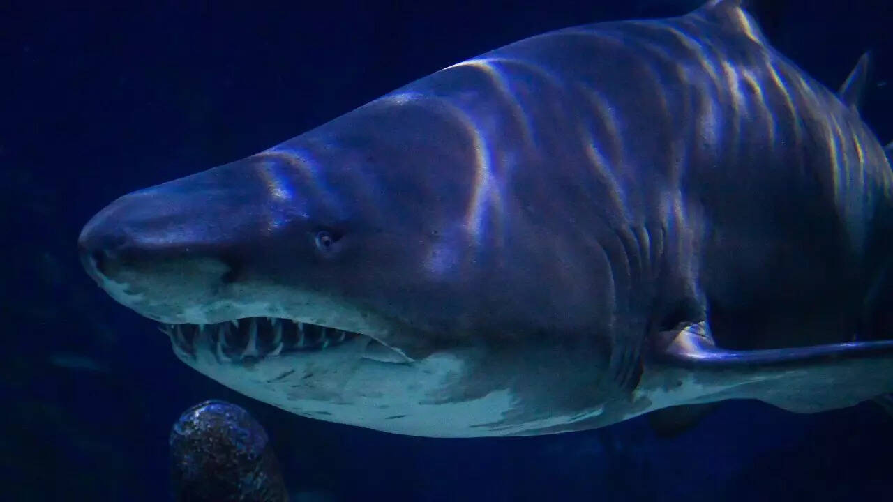 Megalodon
