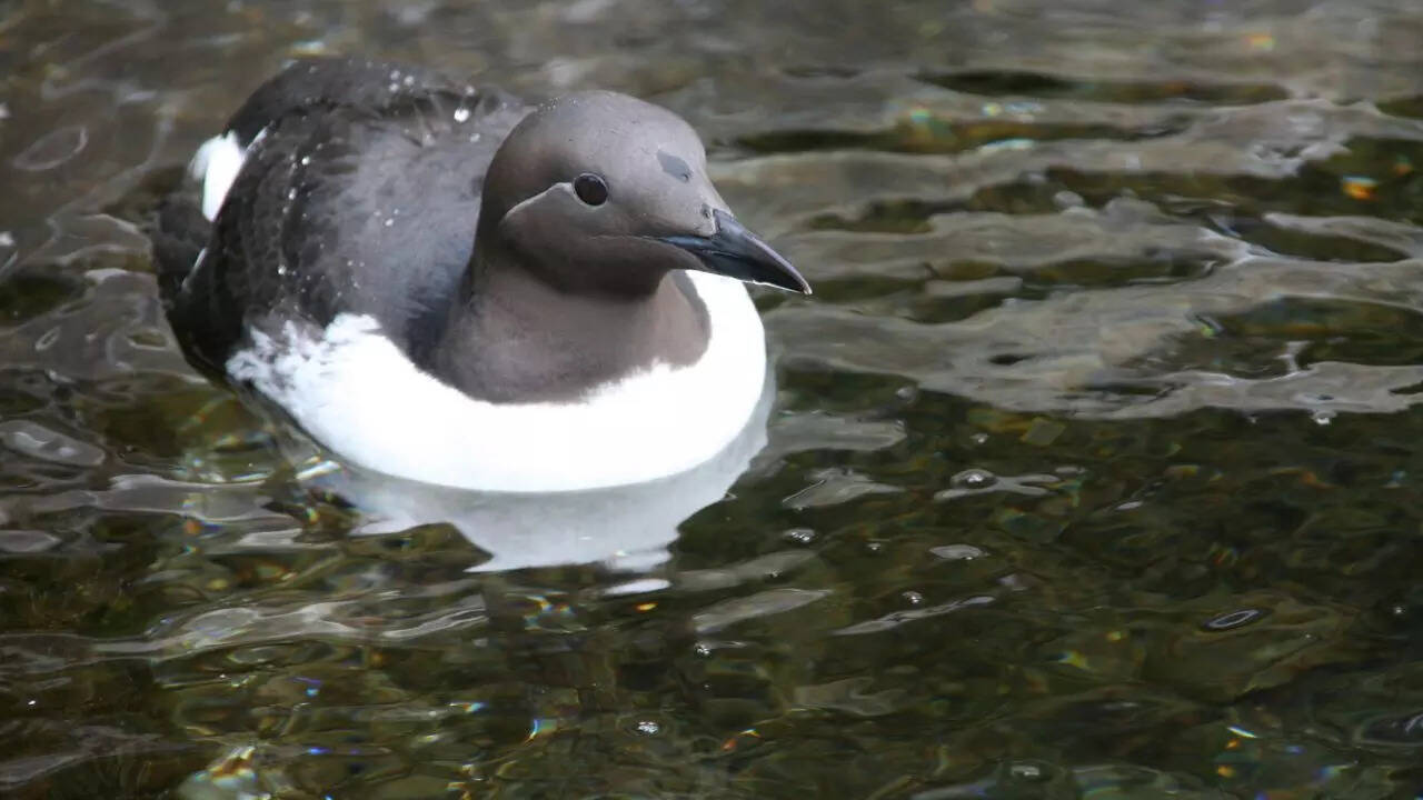 Common murre