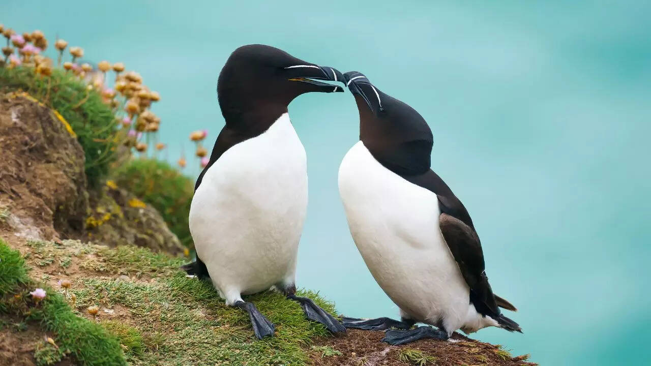 Razorbill