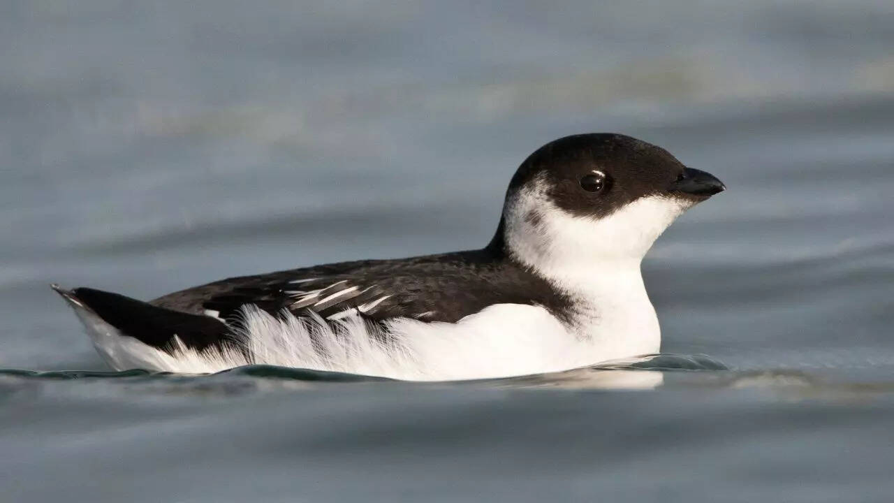 Little auk