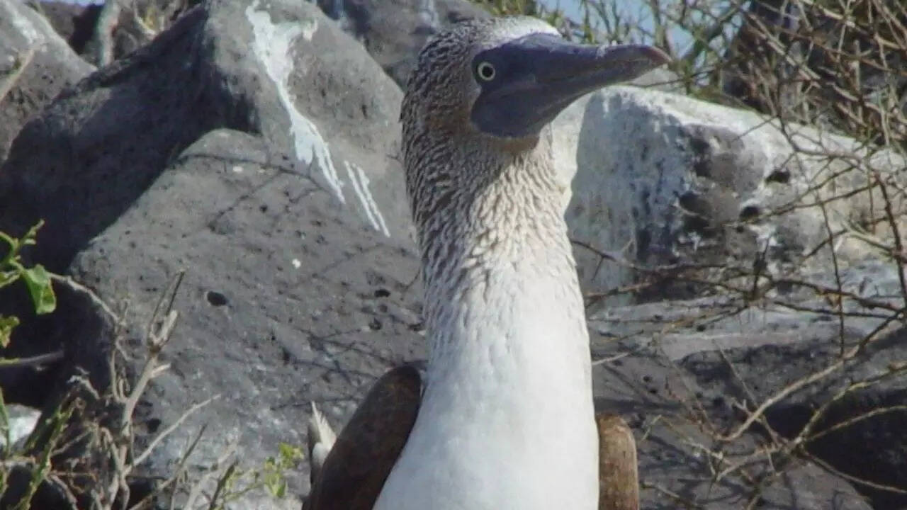 Booby