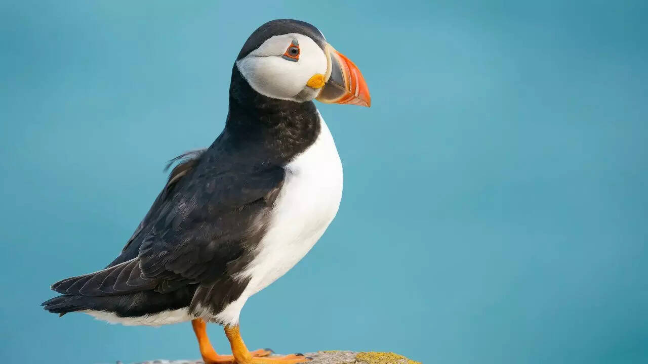 Puffin