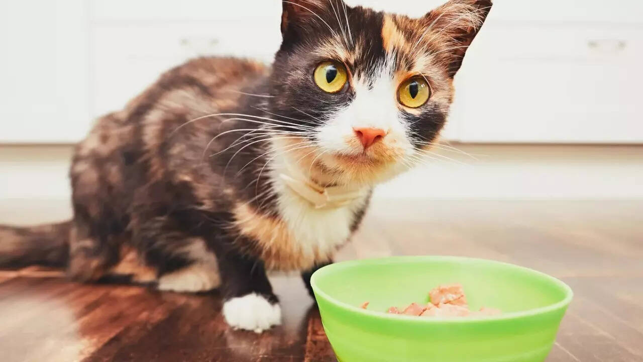 Pet food (2)