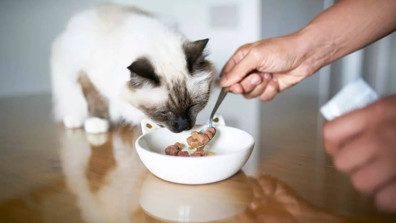 Pet food (1)