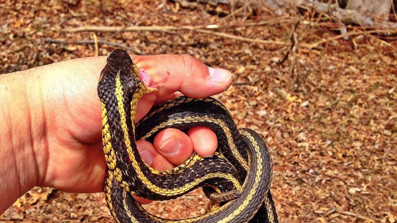 Snakebite crisis in India and the climate change connection