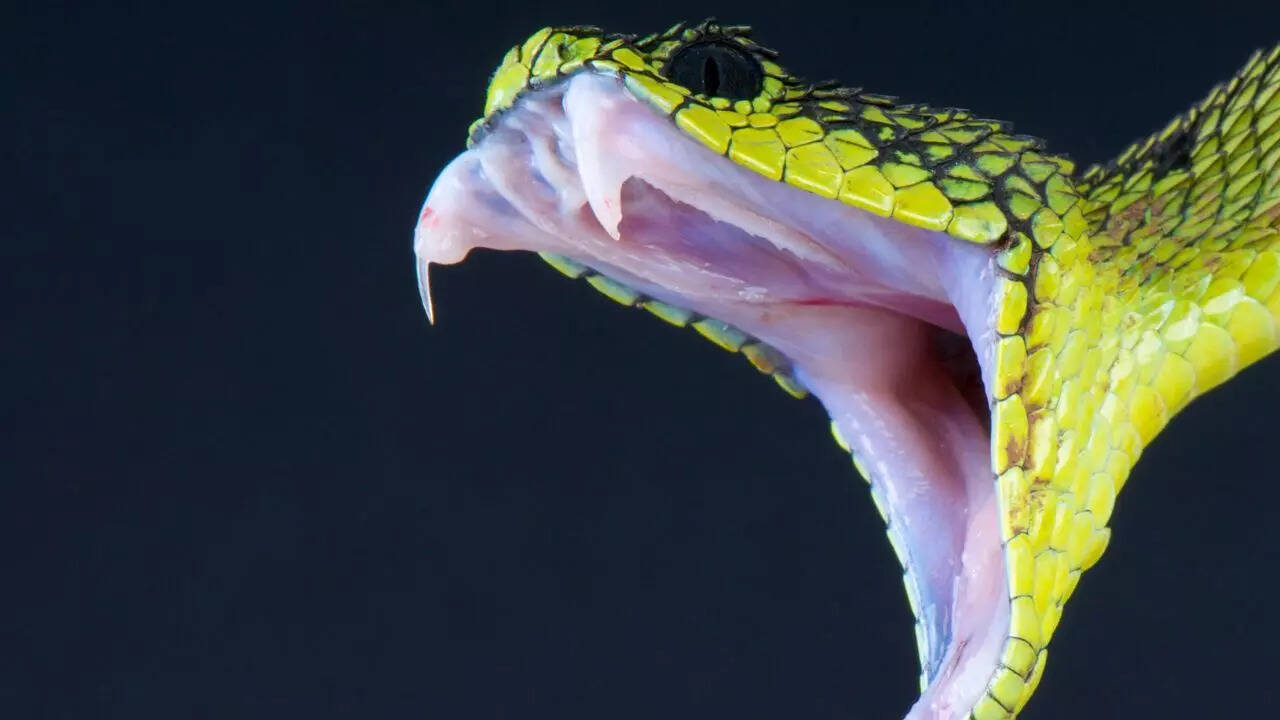 New snakebite hotspots in India