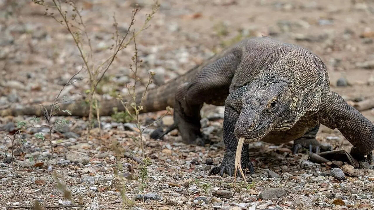 Komodo dragon