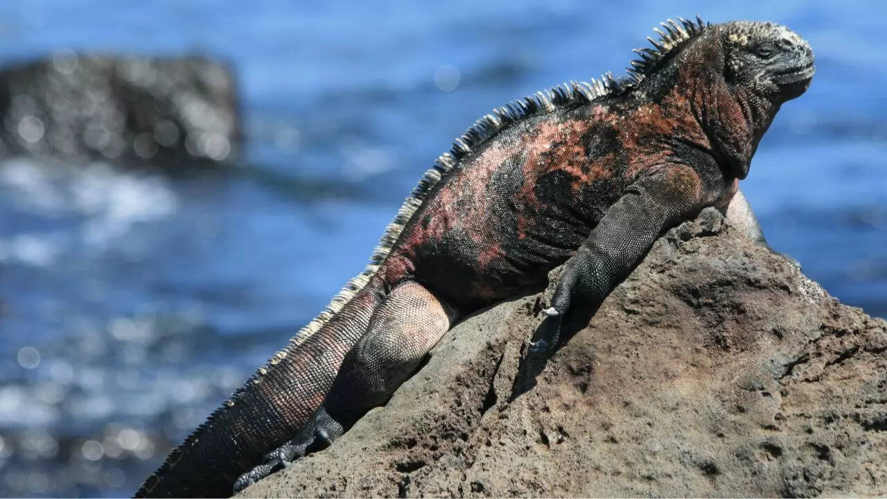 Marine iguana