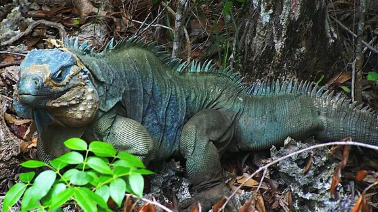 Blue iguana