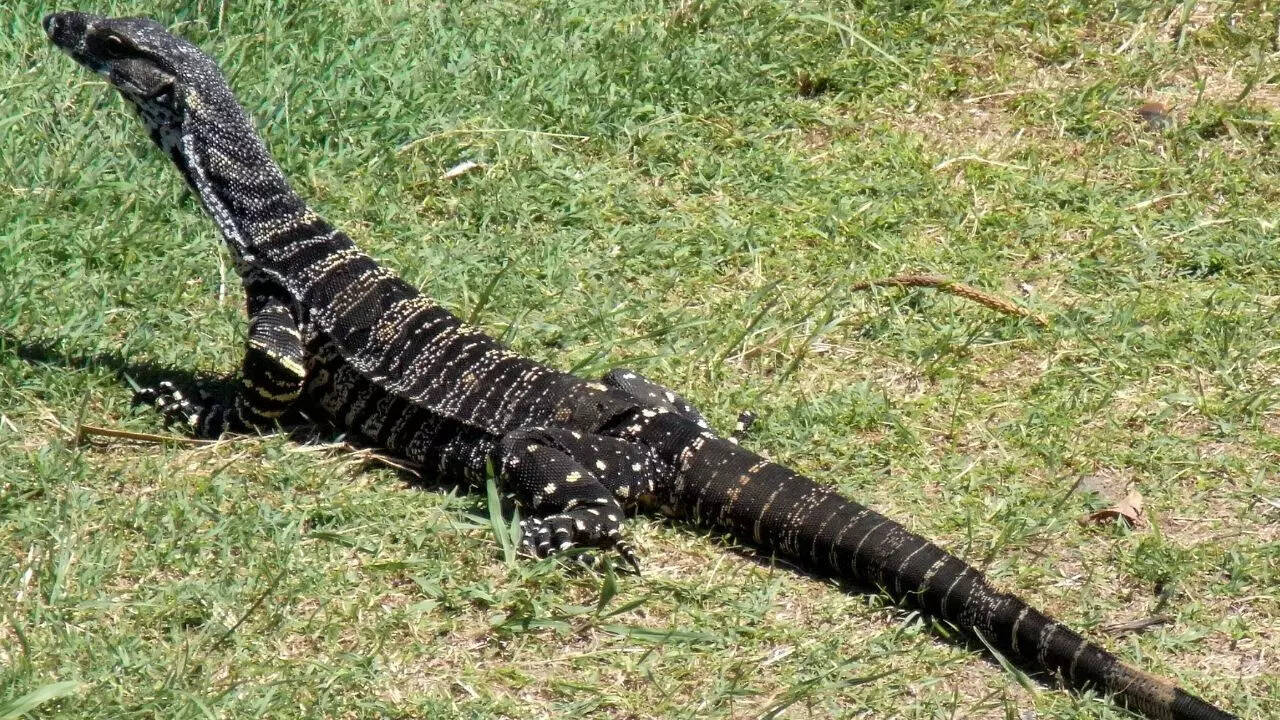 Lace monitor