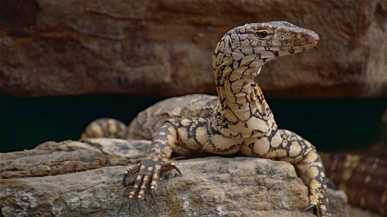 Perentie monitor