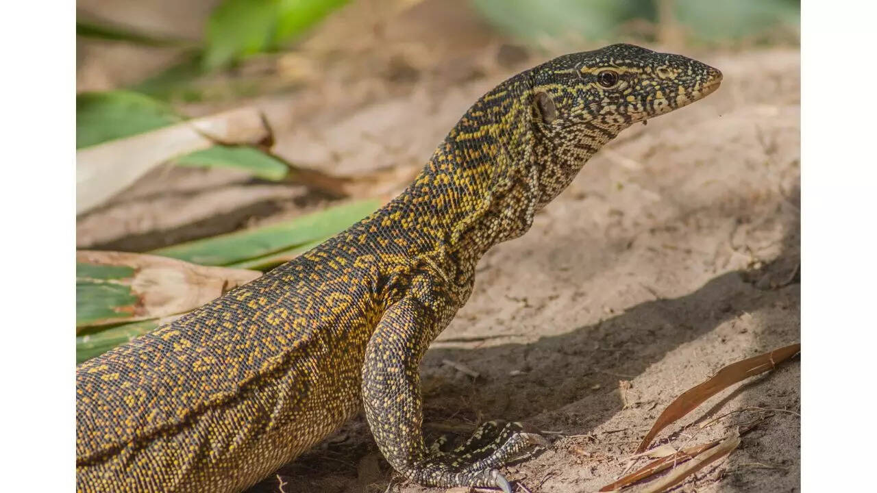 Nile monitor