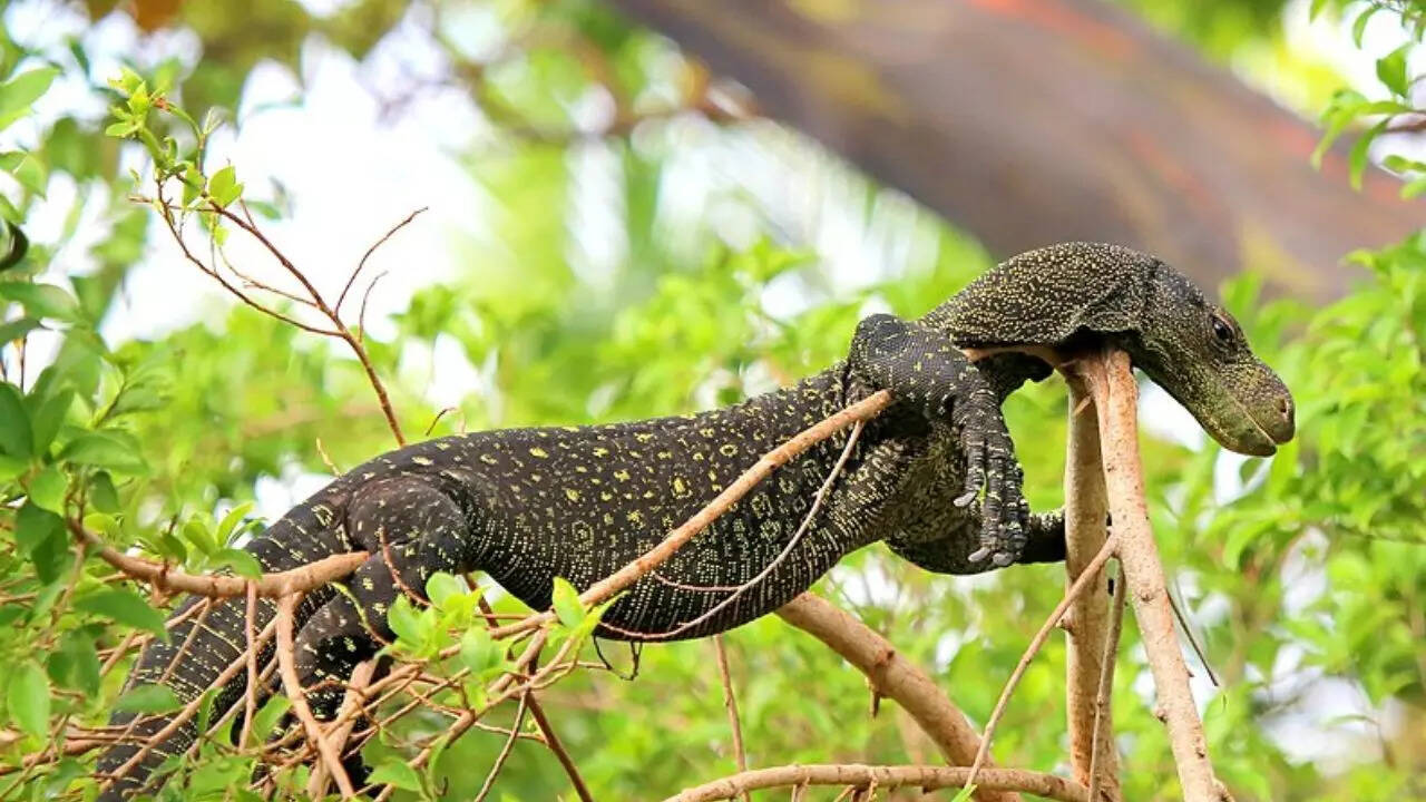 Crocodile monitor