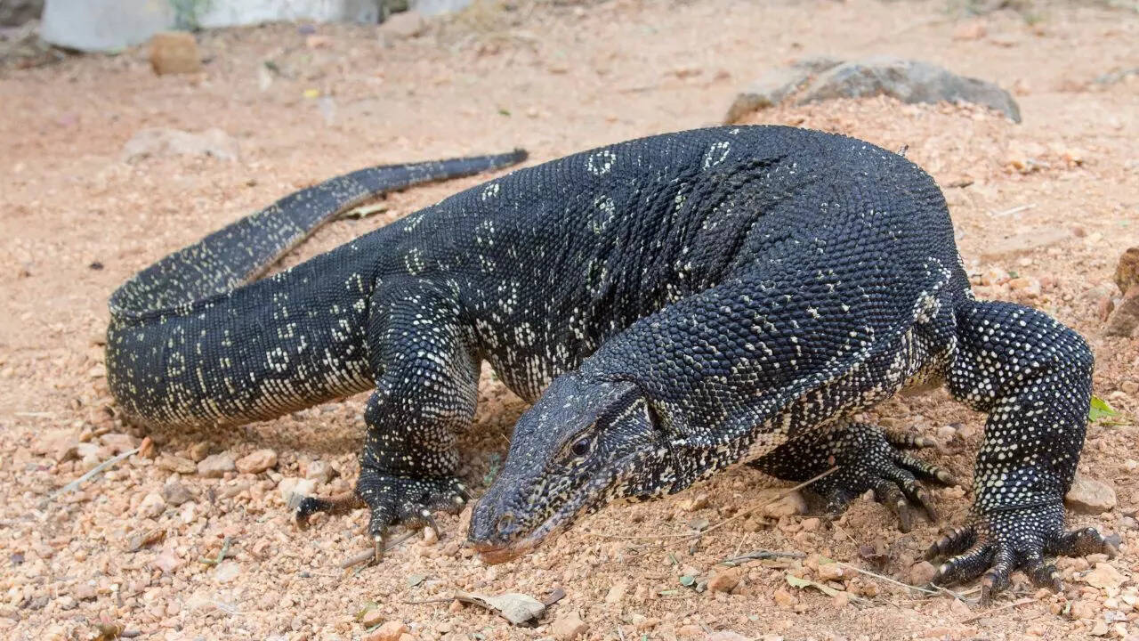 Asian water monitor