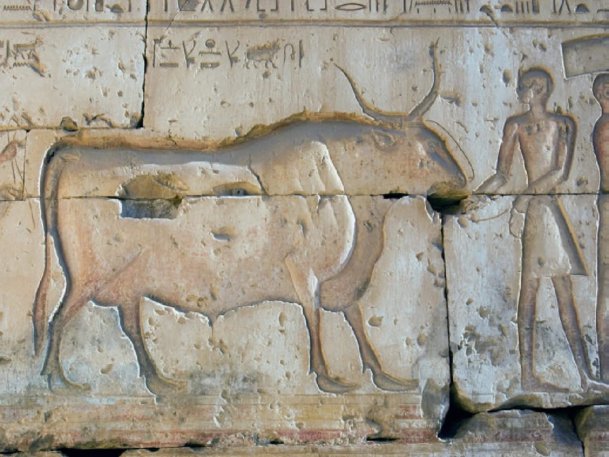 Ox populi? An ancient Egyptian carving of a buffalo which helped ploughing and transport