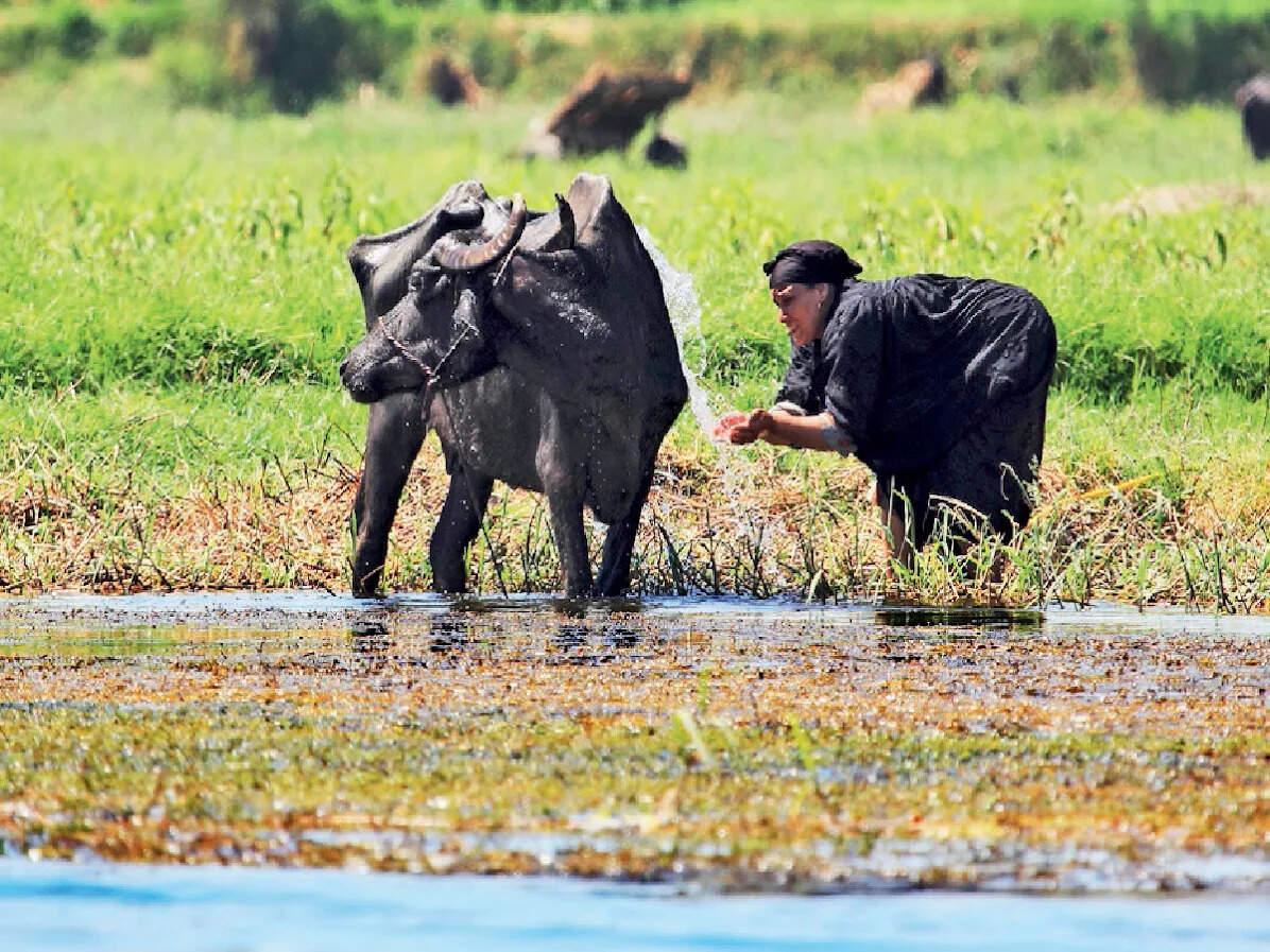 Stay with me... Colonialism and capitalism dented the old Egyptian bond with animals