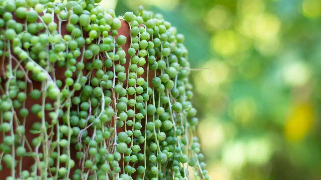முத்துக்களின் சரம்