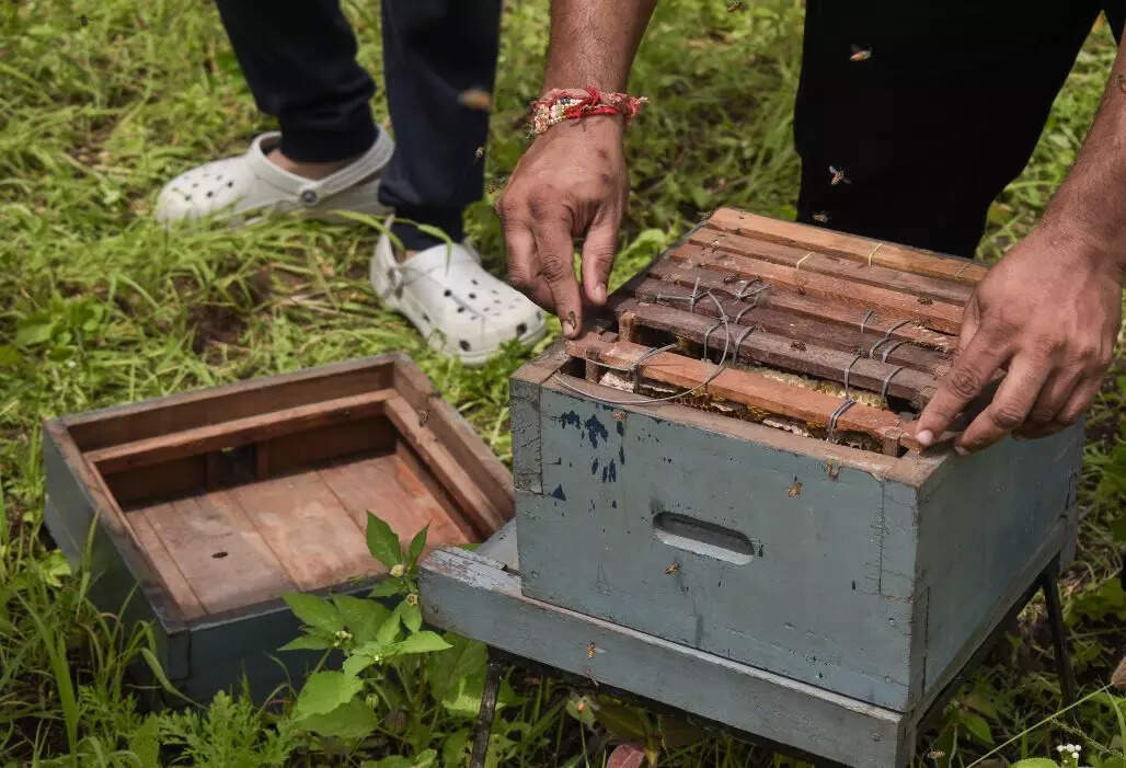 Bee Box