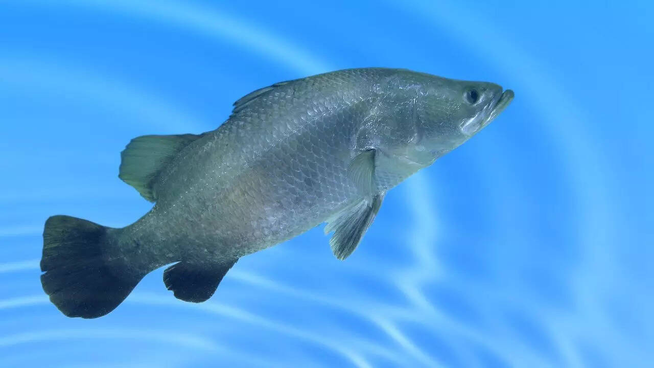 Barramundi fish