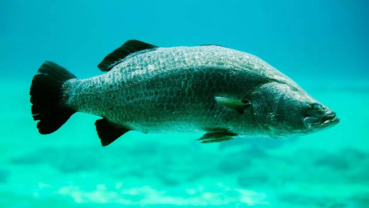 Barramundi fish