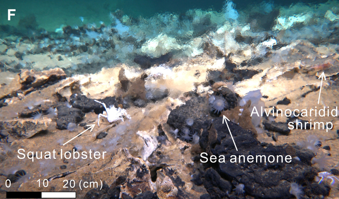 Animal life in kunlun vent (Photo: Study published in Scientific Advances )