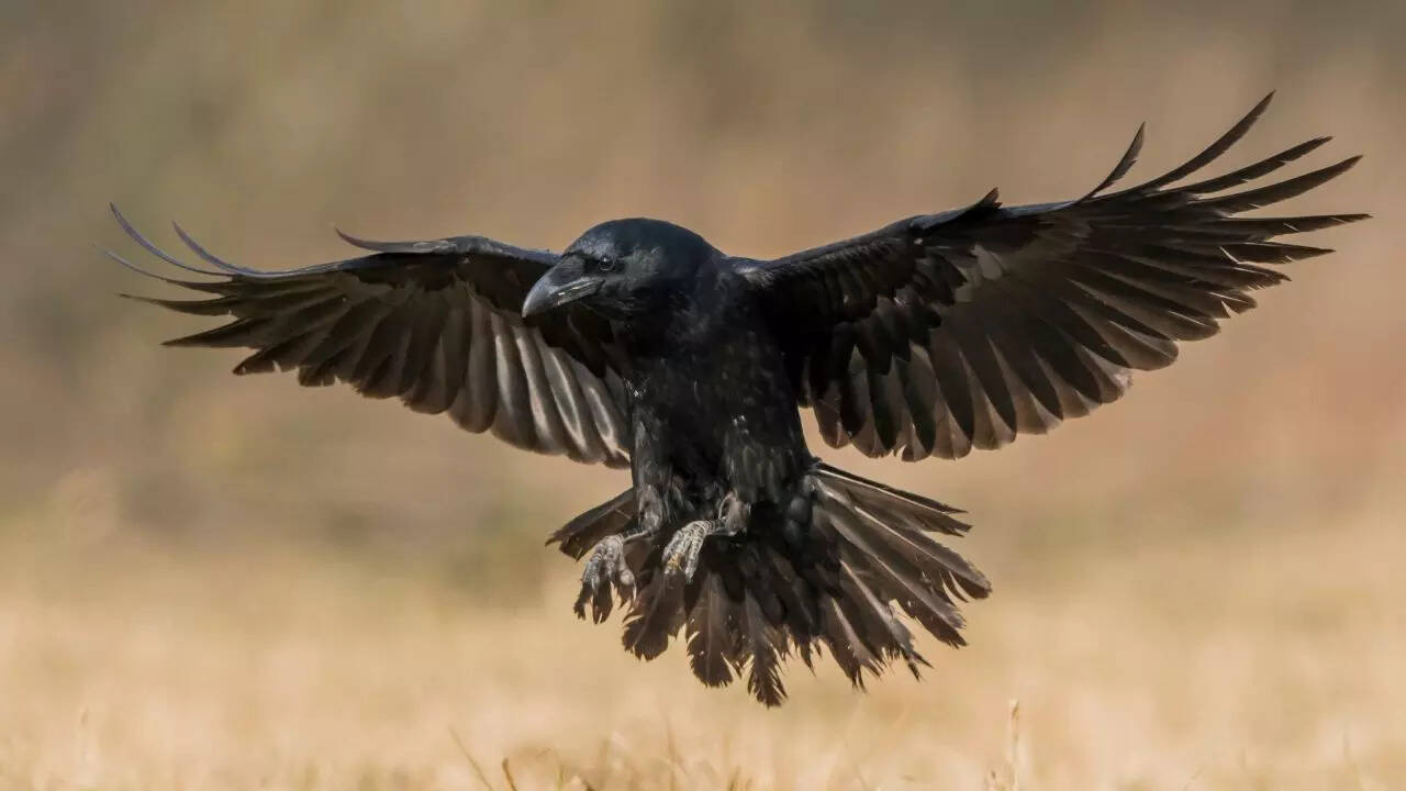 What is a raven’s typical diet