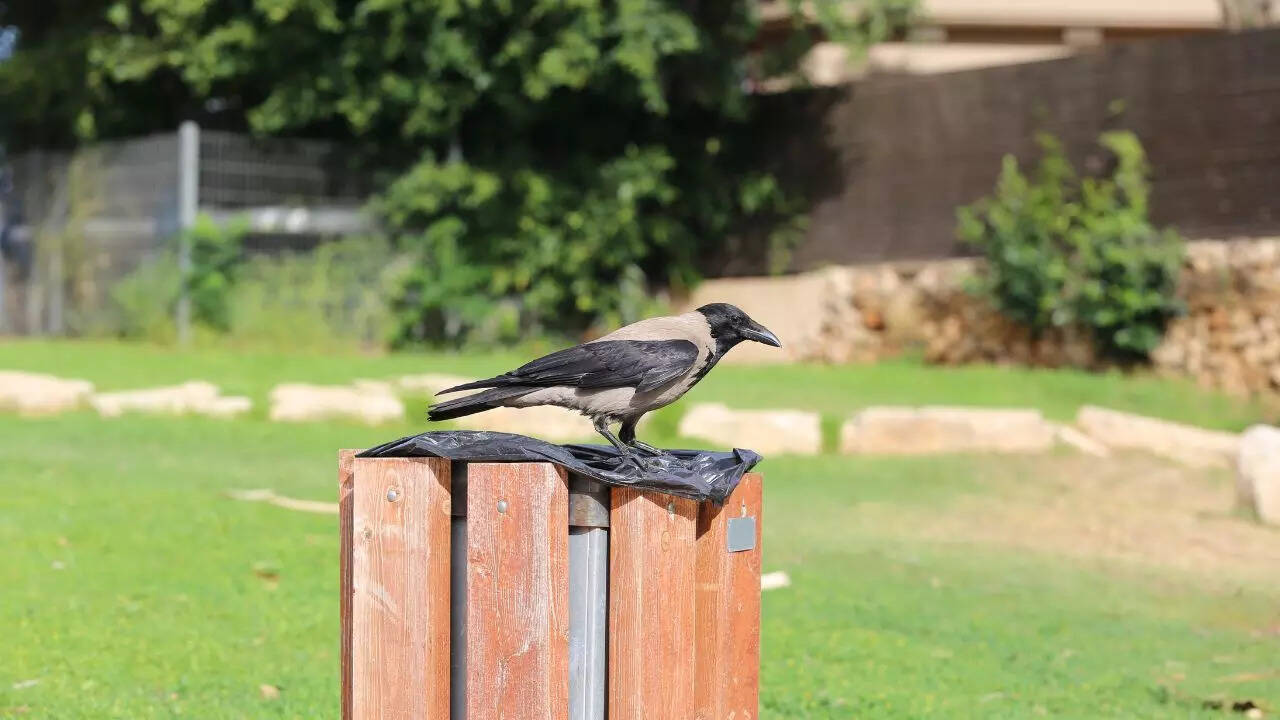 What are ravens’ favourite foods?