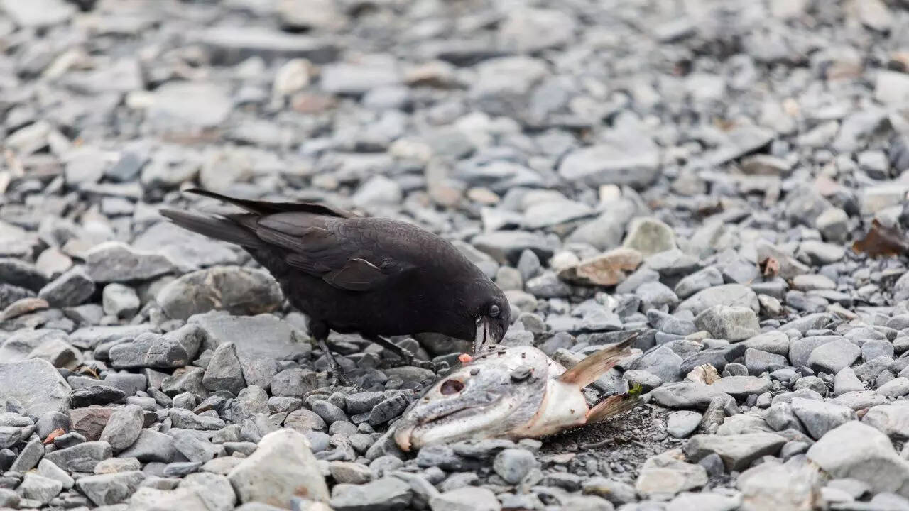 Where and how do ravens hunt for food?