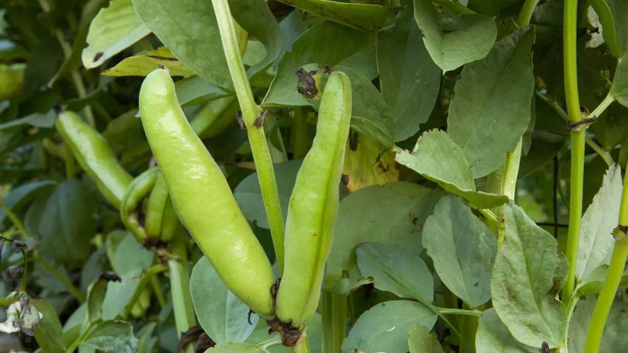 Green beans