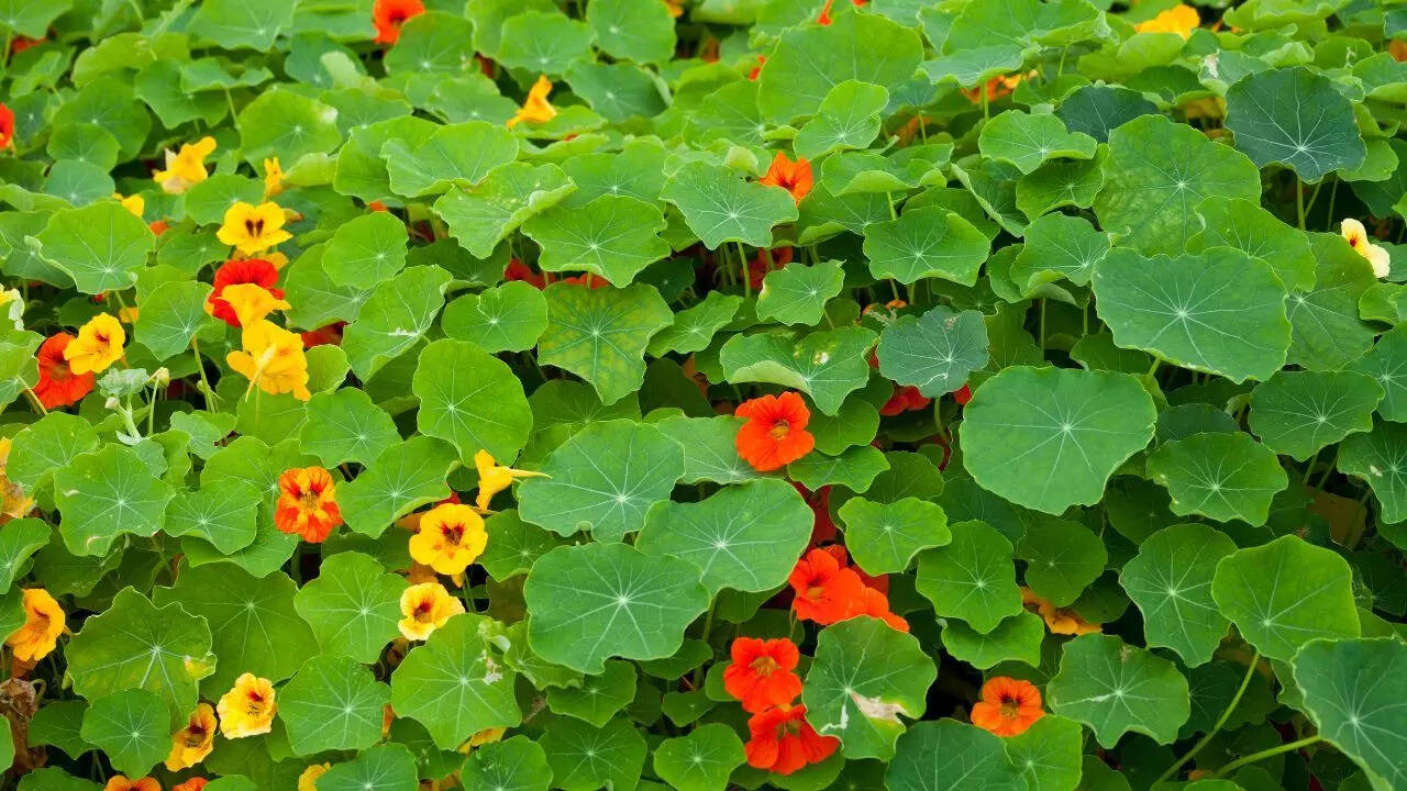 Nasturtium