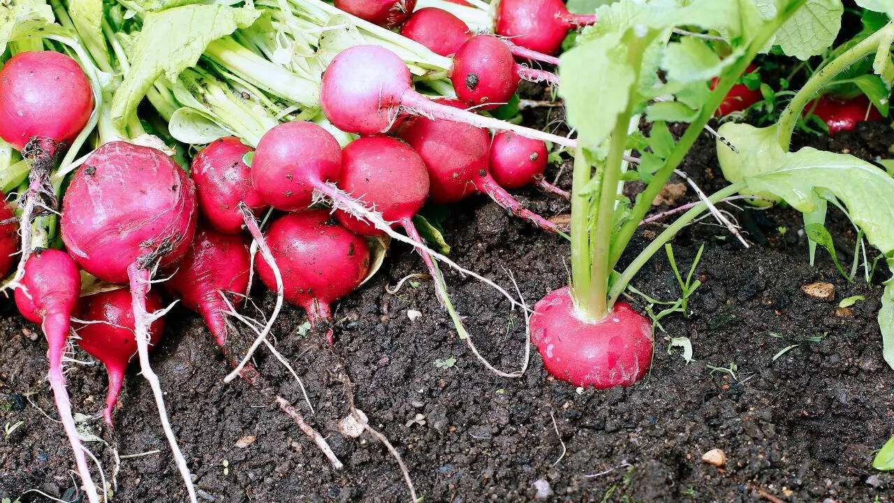 Radishes and root crops