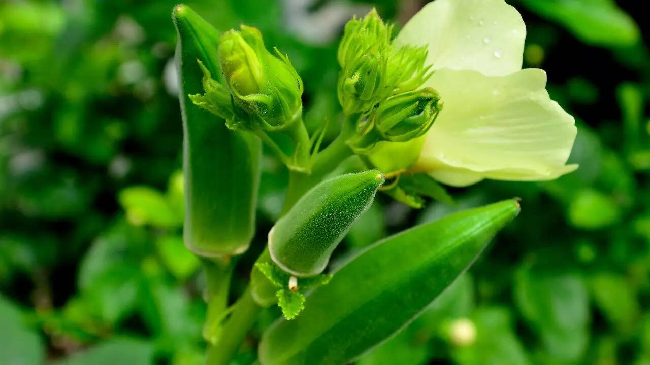 Okra