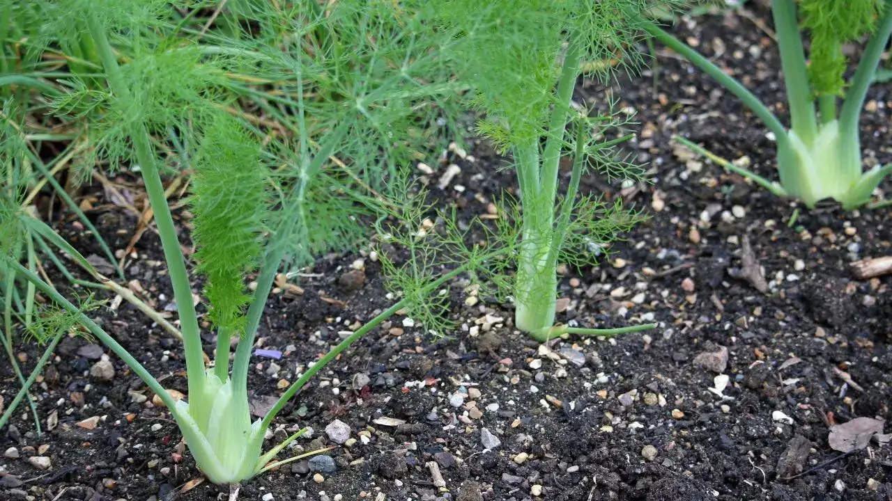 Fennel