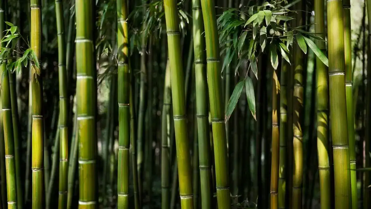 Bamboo