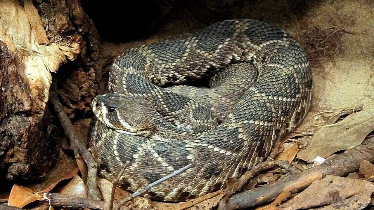 Eastern Diamondback Rattlesnake
