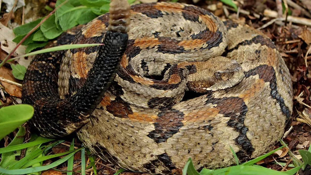 The Timber Rattlesnake