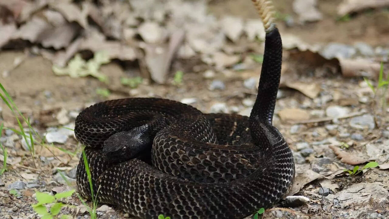 Timber Rattlesnakes