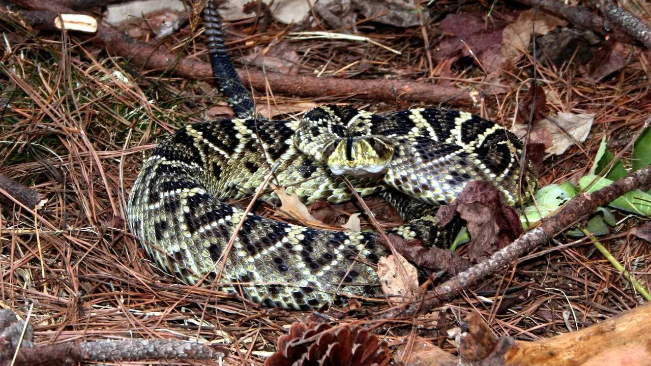 Eastern Diamondbacks