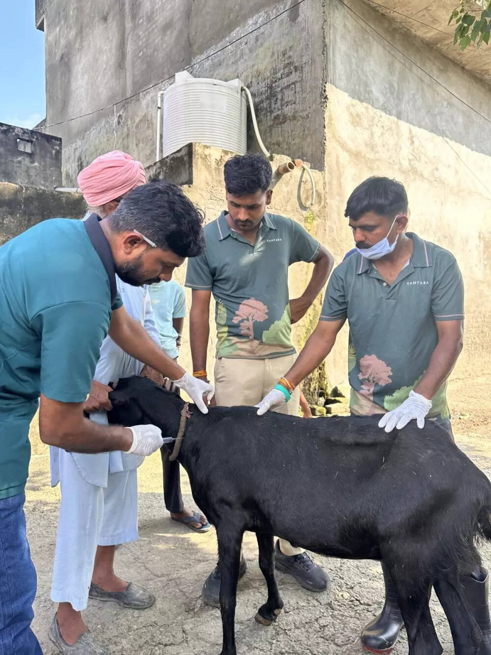 09_Livestock_Vaccine.