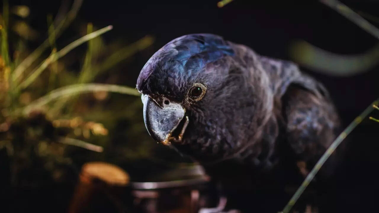 Seychelles black parrot